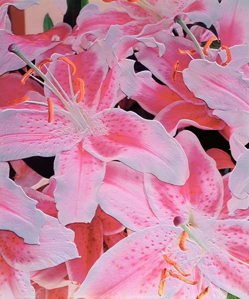 Tiger lily relief, 1999 (colour photo)  a Norman  Hollands