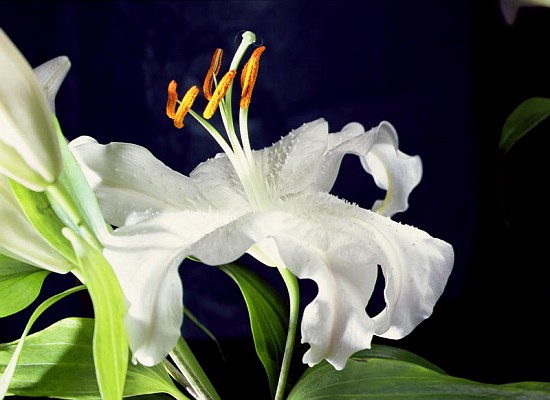 White lily, 1999 (colour photo)  a Norman  Hollands