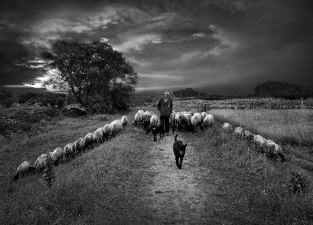 The shepherd