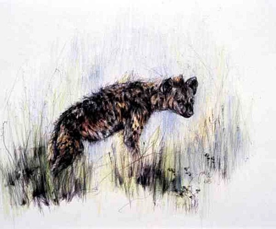 Baby Hyena, 1995 (pen, pencil and crayon on paper)  a Odile  Kidd