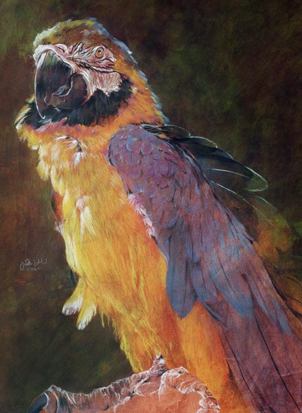 Blue and Gold Macaw, 1997 (pencil crayon and acrylic on paper)  a Odile  Kidd