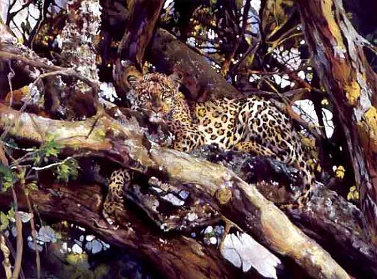 Kenyan Leopard, 1997 (acrylic and pencil crayon on paper)  a Odile  Kidd