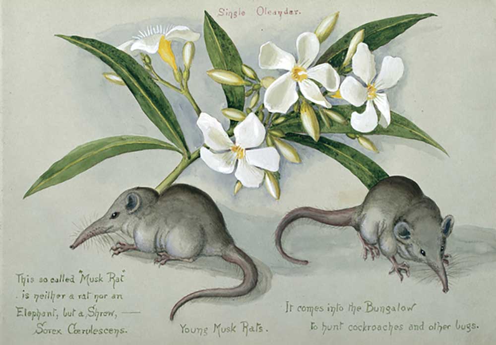 Suncus murinus caerulescens, Indian grey musk-shrew, Young Musk Rats, from one of 16 sketchbooks pre a Olivia Fanny Tonge