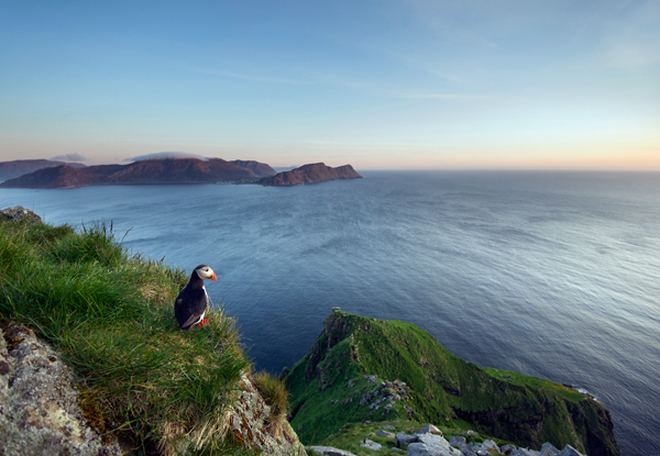 On the lookout a Olof Petterson