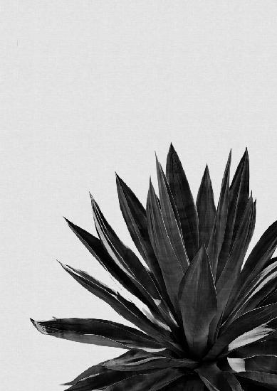 Agave Cactus Black & White