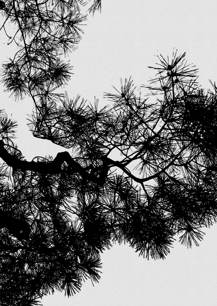 Pine Tree Black & White a Orara Studio