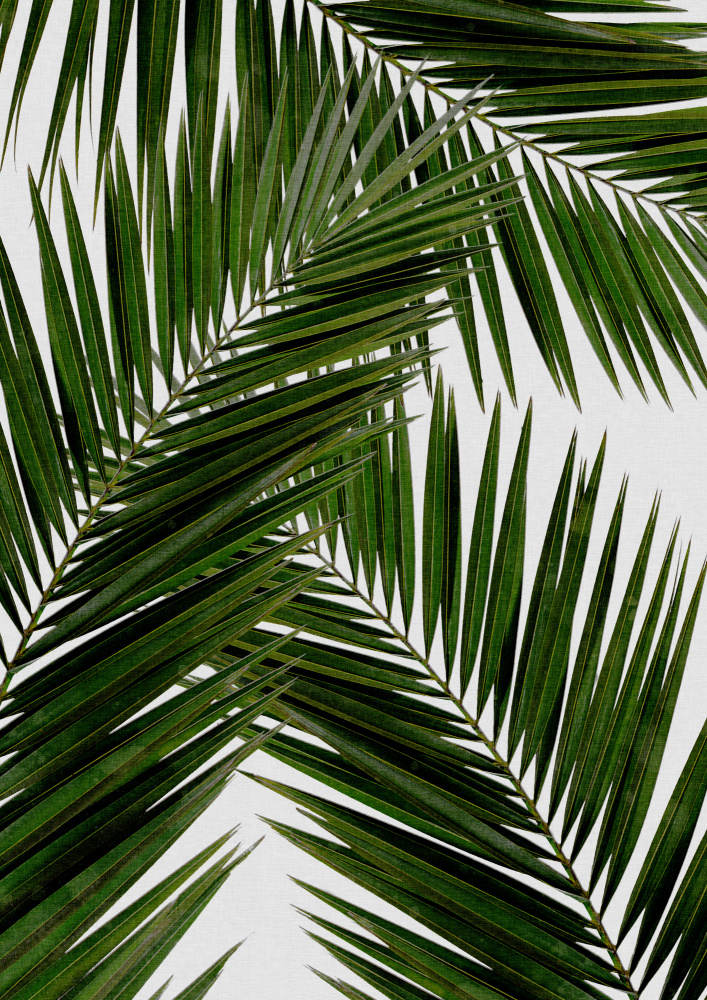Palm Leaf III a Orara Studio