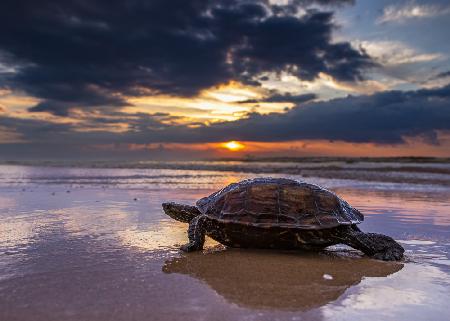 Walking on the beach