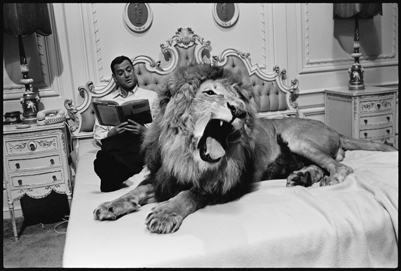 Tony Randall with lion (Zamba), on the set of Fluffy a Orlando Suero