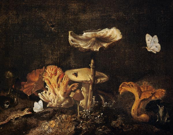 Still Life with Mushrooms and Butterflies a Otto Marseus van Schrieck