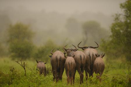 Wildebeest under the rain