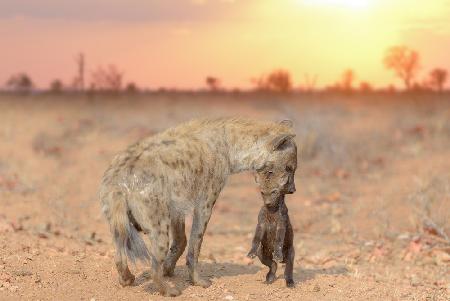 Hyena pup