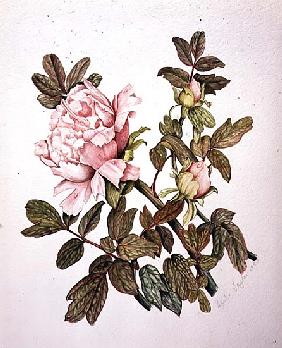 Tree Peony, Duchess of Marlborough, 1990 (w/c on paper) 