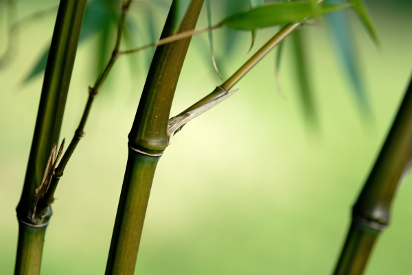 Bambus Phyllostachys Iridescens a 