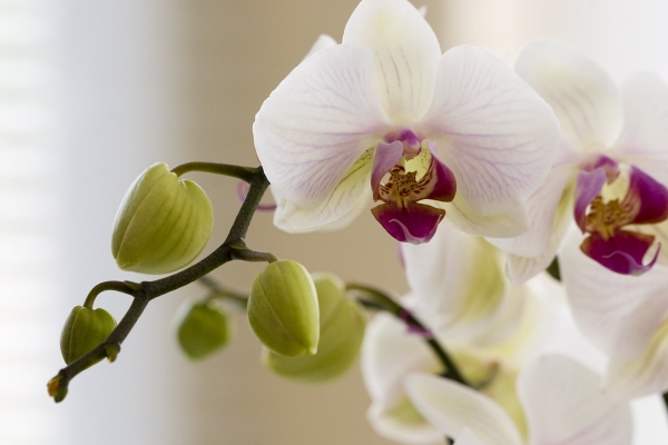 Orchidee a 