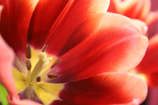 Rote Tulpe a 