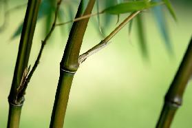 Bambus Phyllostachys Iridescens