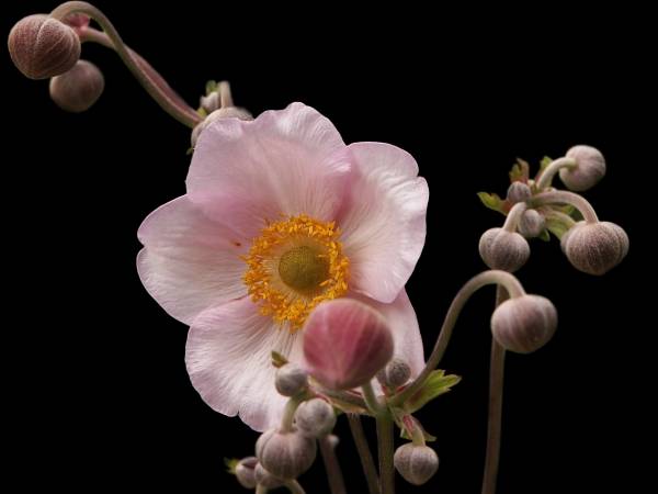 Anemone japonica a 