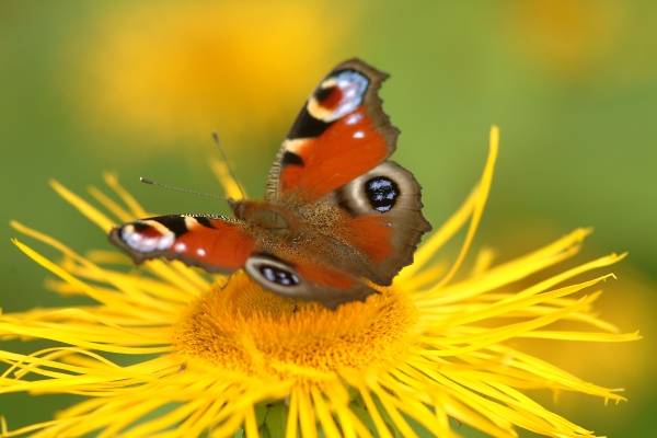 Schmetterling auf Blume 9 a 