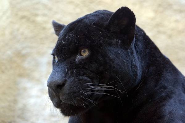schwarzer Panther a 