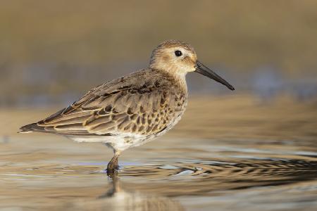 Dunlin