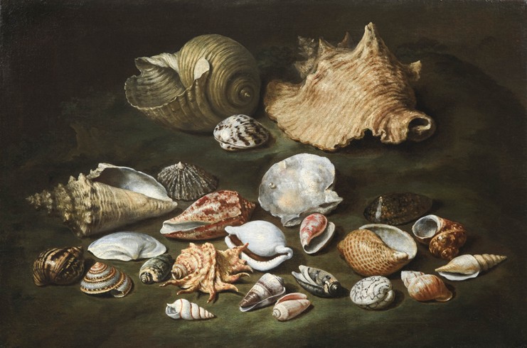 Still life with shells a Paolo Porpora