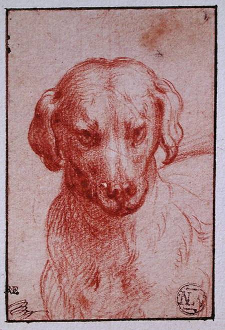 Head of a Dog a Parmigianino