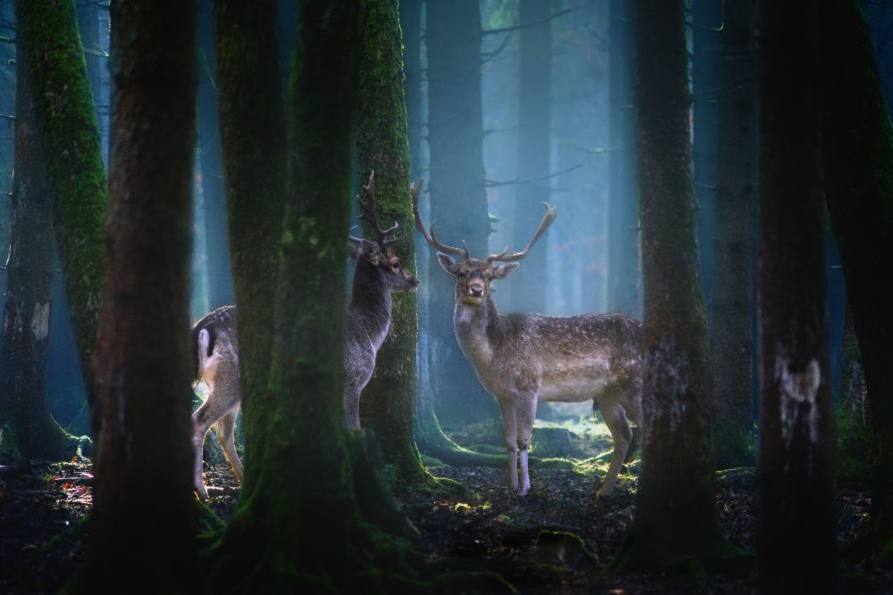 Deers a Patrick Aurednik