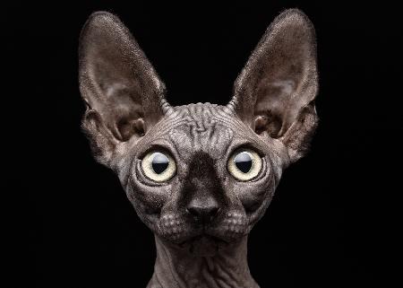 Sphynx Cat