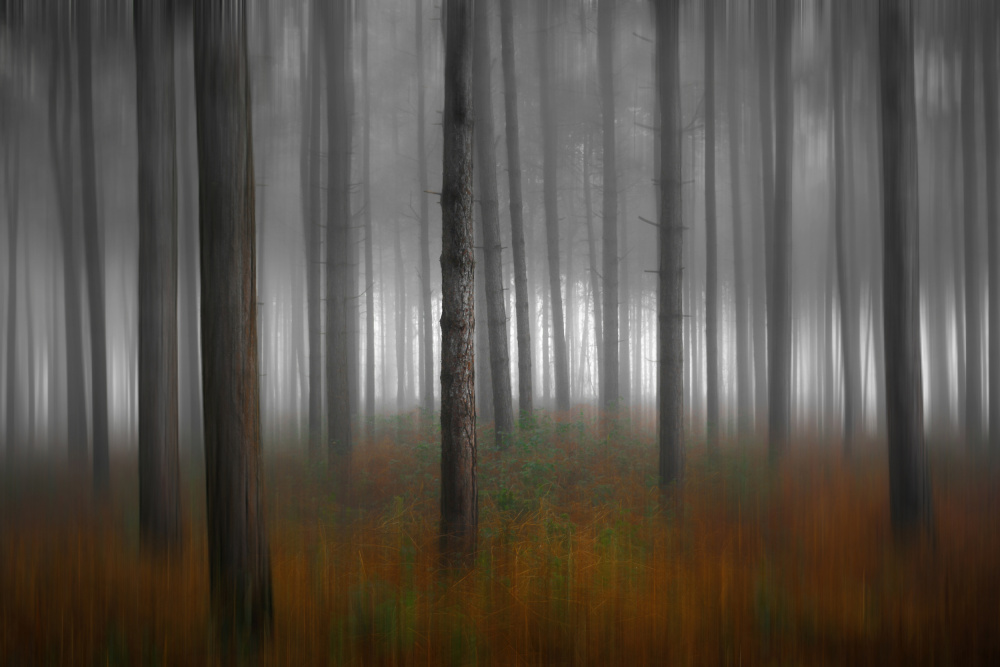 Forest colors... a Patrick Peeters
