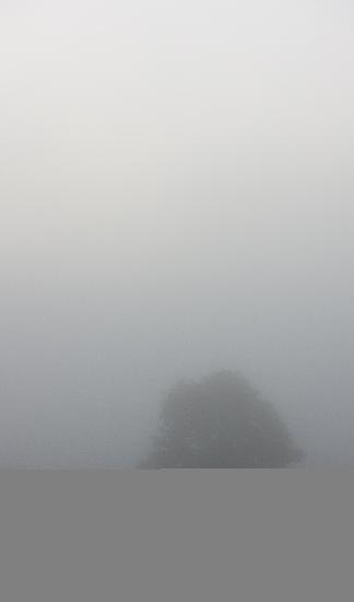 Baum im Nebel a Patrick Pleul