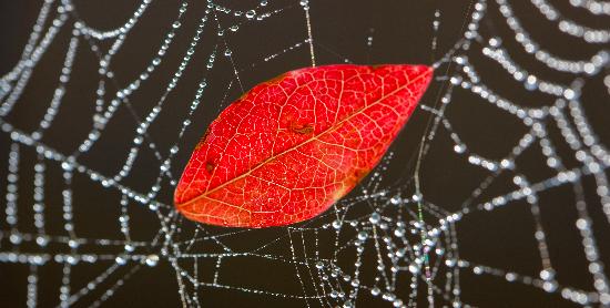 Blatt im Spinnennetz a Patrick Pleul