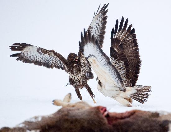Buzzards fighting for food a Patrick Pleul