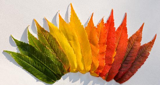 Farbige Herbstblätter a Patrick Pleul
