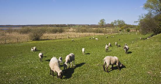 Frühling in der Uckermark a Patrick Pleul