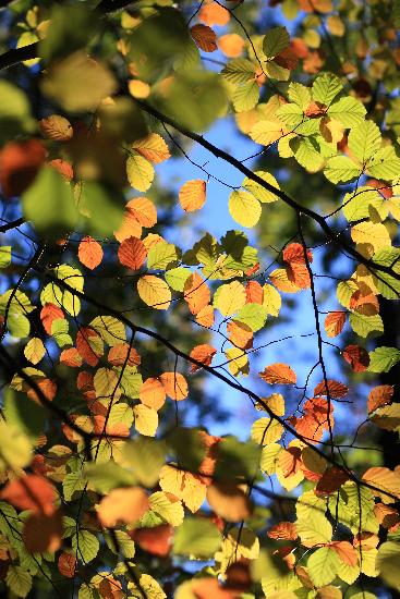 Herbst im Schlaubetal a Patrick Pleul