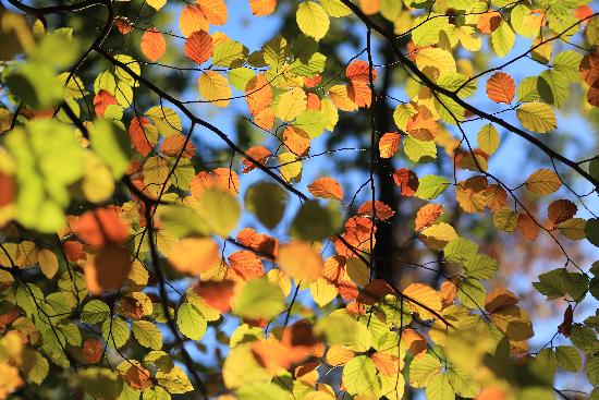 Herbst im Schlaubetal a Patrick Pleul