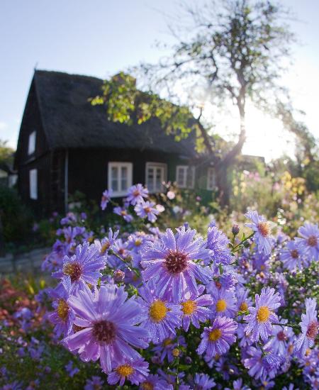 Herbstastern im Spreewald a Patrick Pleul