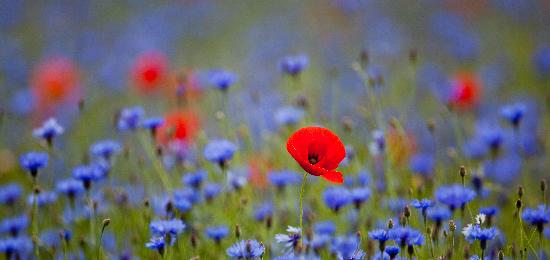 Klatschmohn zwischen Kornblumen a Patrick Pleul