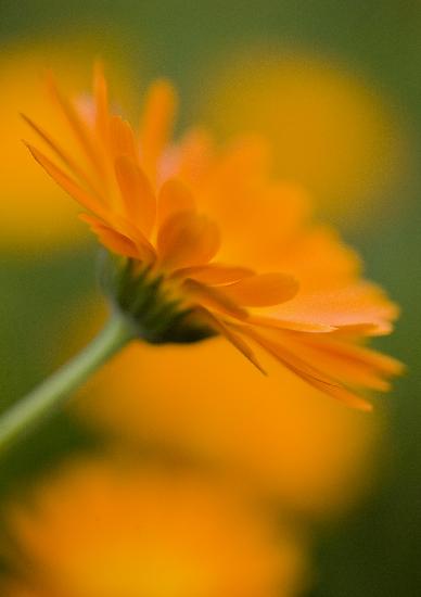 Ringelblume ist Heilpflanze des Jahres 2009 a Patrick Pleul