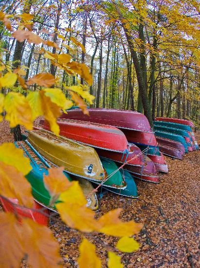Ruderboote im Herbstwald am Stechlinsee a Patrick Pleul