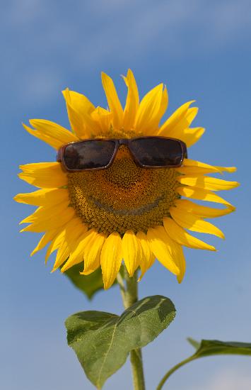 Sonnenblume mit Sonnenbrille a Patrick Pleul