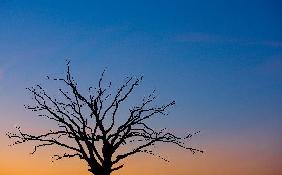 Alter Baum im Abendrot