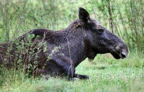 Elchkuh im Wildpark Schorfheide