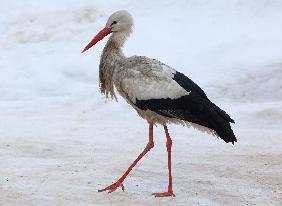 Familie kümmert sich um Storch