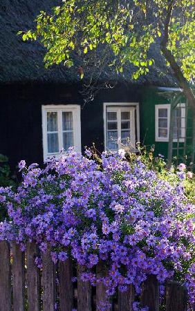 Herbstastern im Spreewald