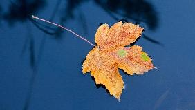 Herbstblatt im Wasser