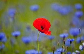 Klatschmohn zwischen Kornblumen