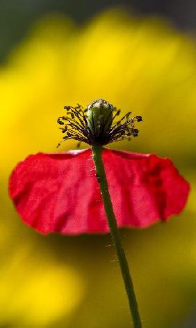 Mohnblume im Wind