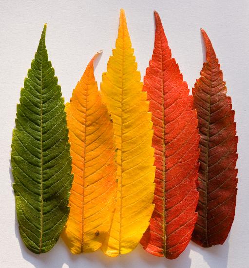 Perché le foglie diventano colorate? a Patrick Pleul